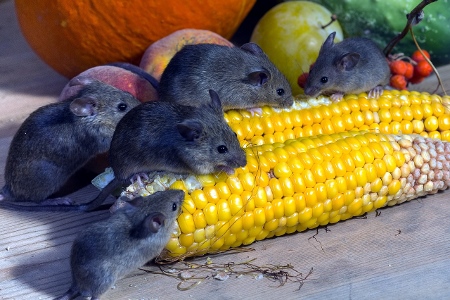 мыши портят продукты питания