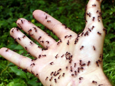 муравьи на руке