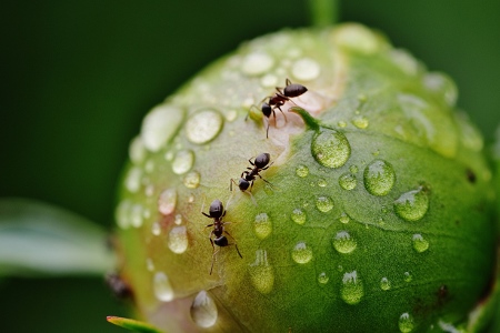 муравьи на даче могут вредить